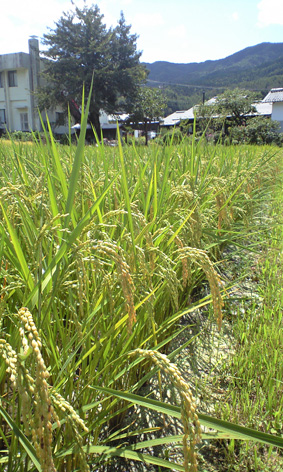 CA3A0036.jpg