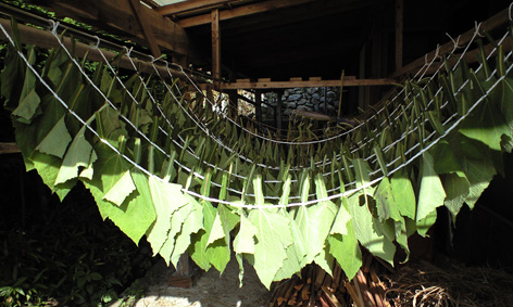 CA3A0310.jpg