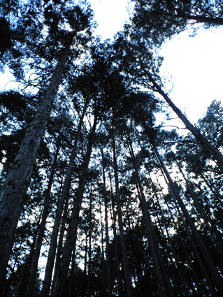 CA3A0528.jpg