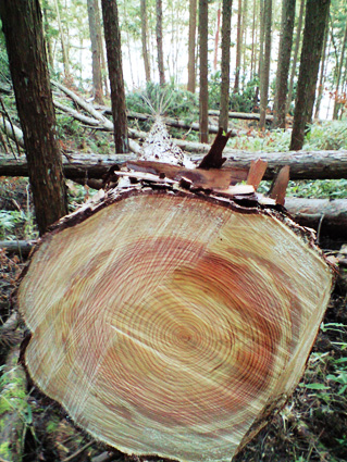 CA3A05291.jpg