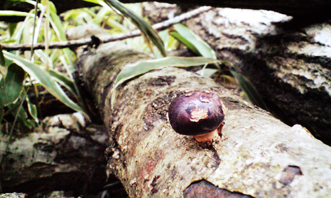 CA3A0608.jpg