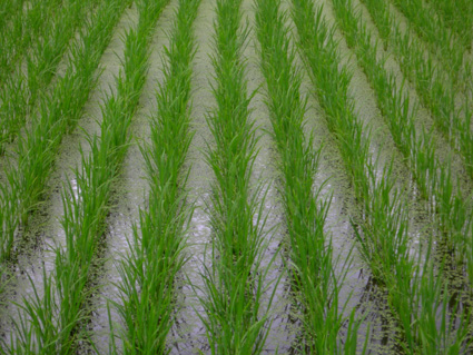 DSCN4535.jpg