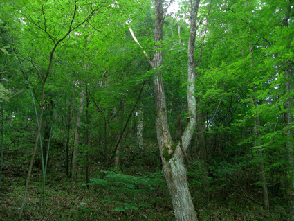 DSCN5282.jpg