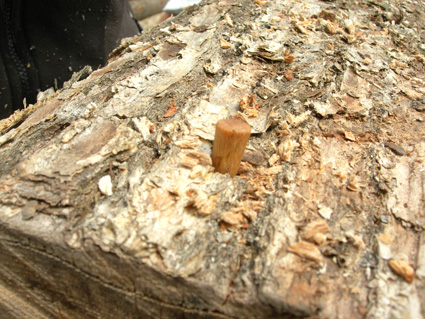 DSCN6908.jpg