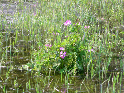 DSCN7052.jpg