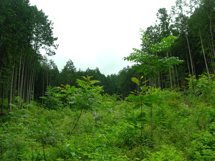 DSCN7421.jpg