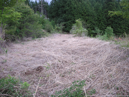 DSCN9925.jpg