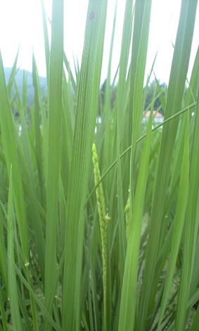 PAP_0024.jpg